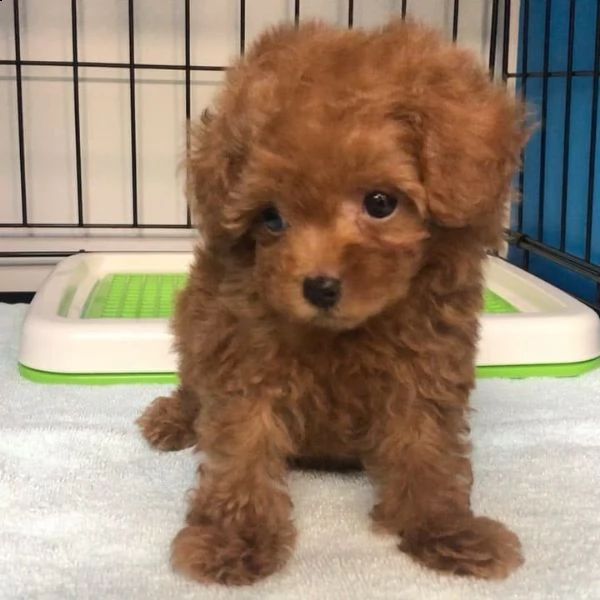 regalo cuccioli di barboncino maschio e femmina | Foto 0