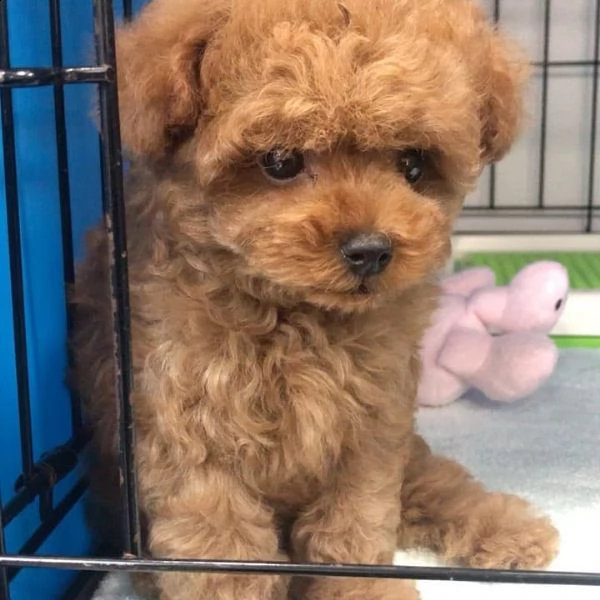 regalo cuccioli di barboncino maschio e femmina