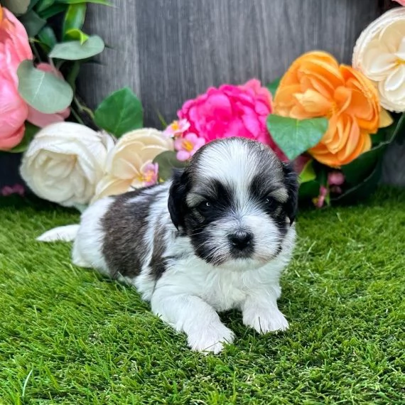 regalo cuccioli dolce e bella havanese