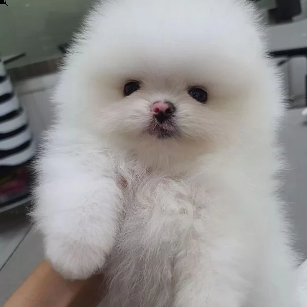 adorabili e giocherelloni cuccioli di pomerania | Foto 0