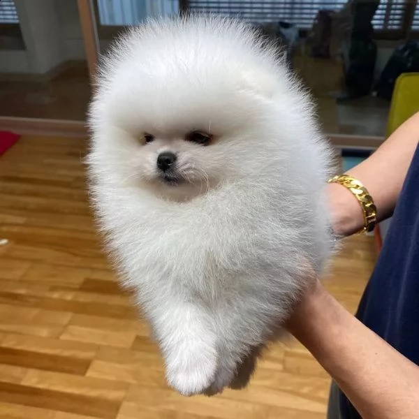 adorabili e giocherelloni cuccioli di pomerania