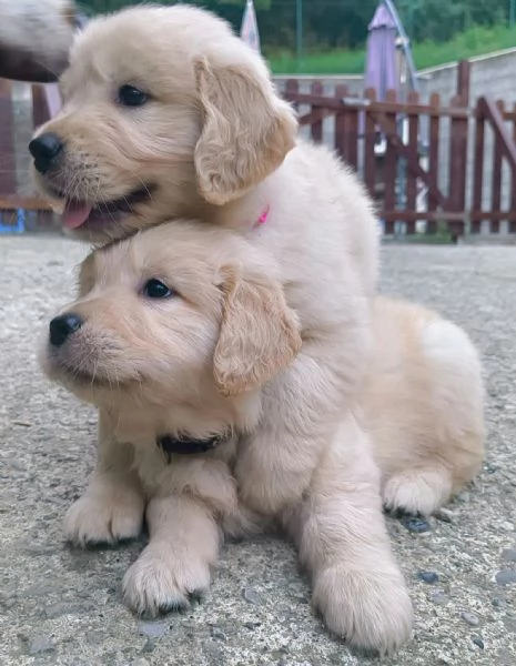 Cuccioli Golden Angloamericani  | Foto 10