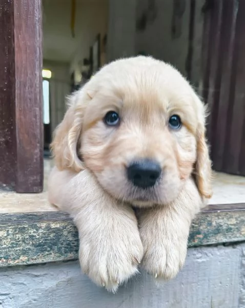 Cuccioli Golden Angloamericani  | Foto 9