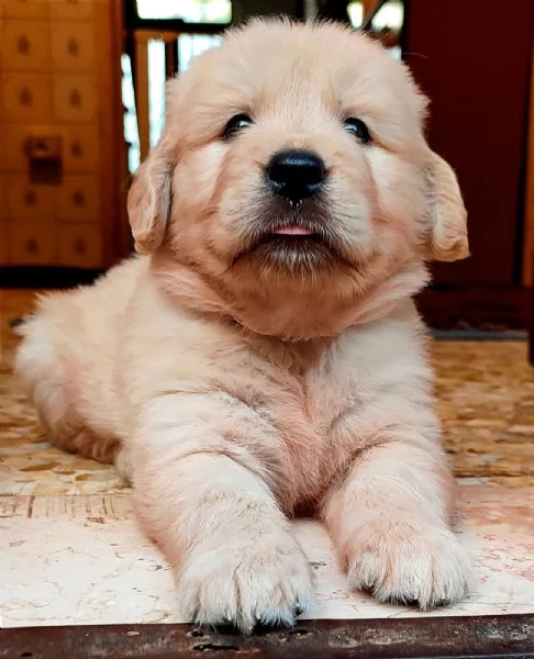 Cuccioli Golden Angloamericani  | Foto 8