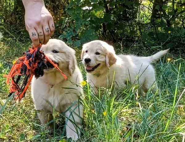 Cuccioli Golden Angloamericani  | Foto 7