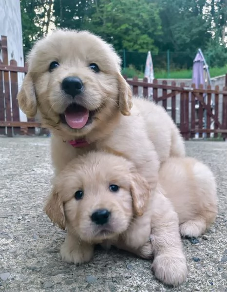 Cuccioli Golden Angloamericani  | Foto 6