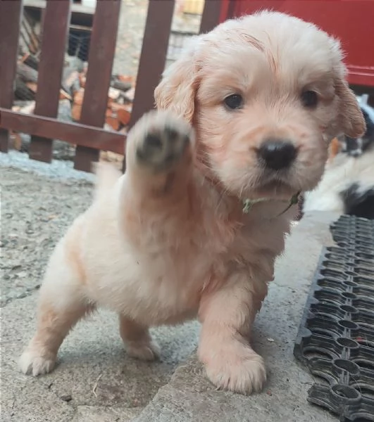 Cuccioli Golden Angloamericani  | Foto 5