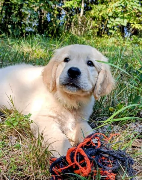 Cuccioli Golden Angloamericani  | Foto 4