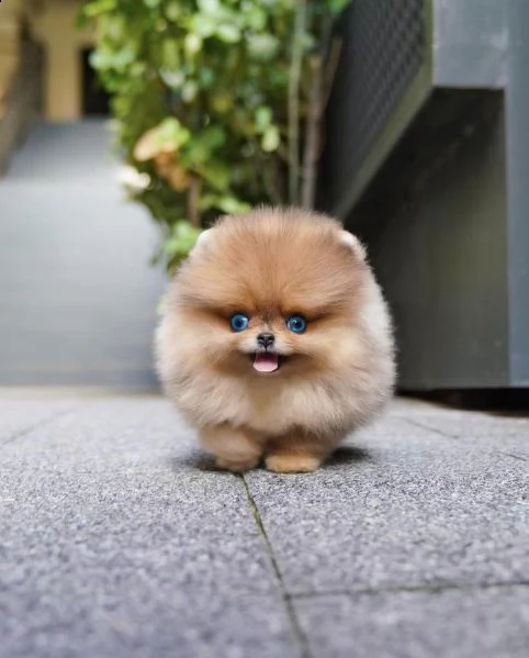 regalo cucciolo volpino pomerania da privato,,,,.