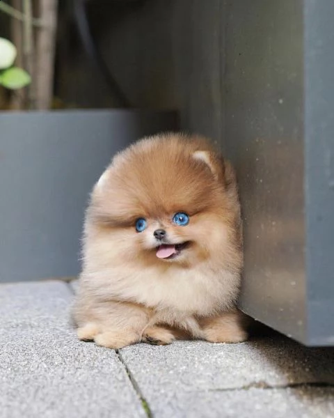 regalo cucciolo volpino pomerania da privato,,,,. | Foto 0