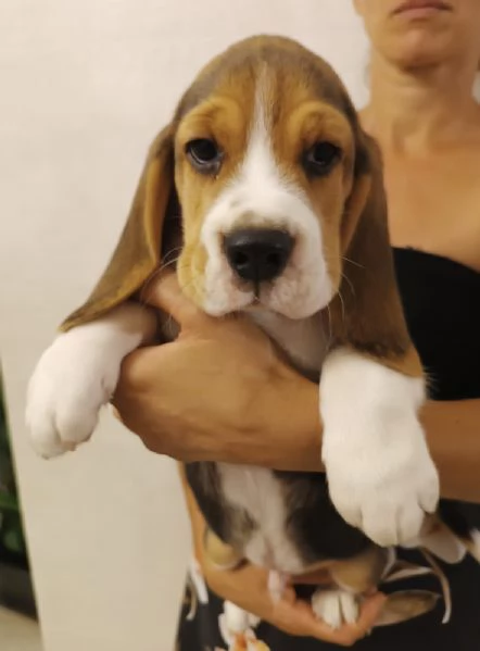 Cuccioli di Beagle | Foto 1