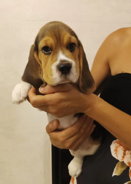 Cuccioli di Beagle