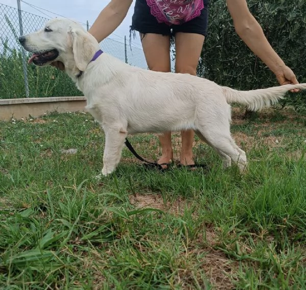 Cucciolo  di Golden Retriever