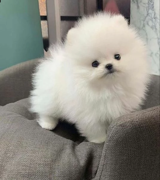 preziosi cuccioli di pomerania in adozione/////%%