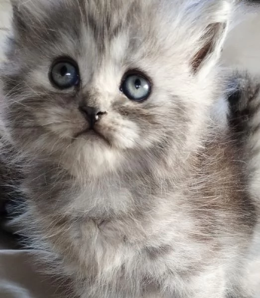 Cucciolo di persiano normotipo MASCHIO 