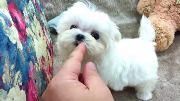 simpatici e adorabili cuccioli di maltese in adozione