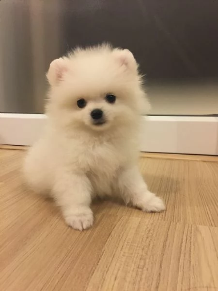 regala cuccioli di pomerania maschi e femmine in adozione||||||||