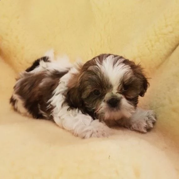 regalo cucciolo shih tzu❤️❤️