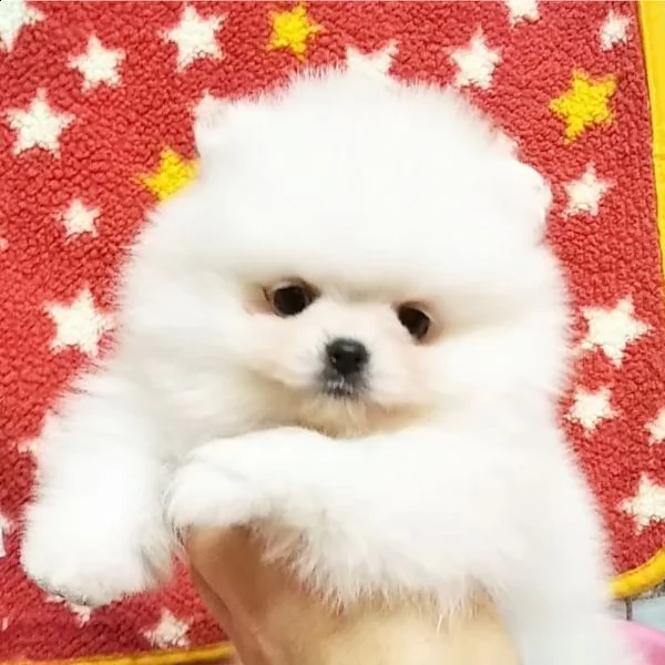 regalo cuccioli di pomerania disponibili...... | Foto 0