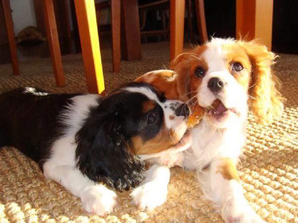 cuccioli di razza cavalier king 