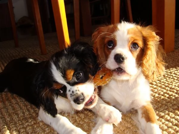 cuccioli di razza cavalier king  | Foto 0