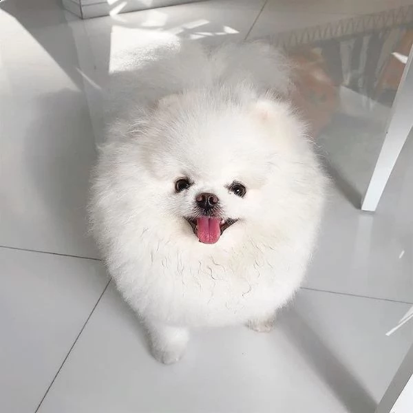 adorabili cuccioli pom disponibili (+393509706299)