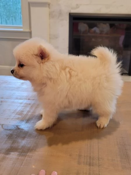 regalo volpino pomerania cuccioli 