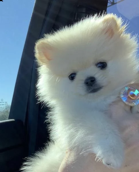 regala cuccioli di pomerania maschi e femmine in adozione====