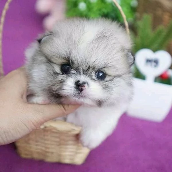 regalo cucciolo volpino pomerania da privato,,, | Foto 0