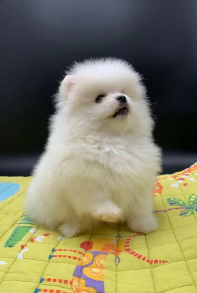 regala cuccioli di pomerania maschi e femmine in adozione[at][at][at][at][at]