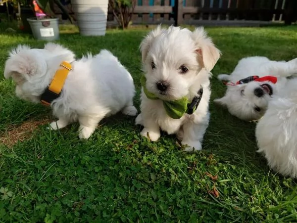  regalo adorabili cuccioli  maltese 