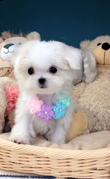 adorabili cuccioli maltese  femminucce e maschietti disponibili 