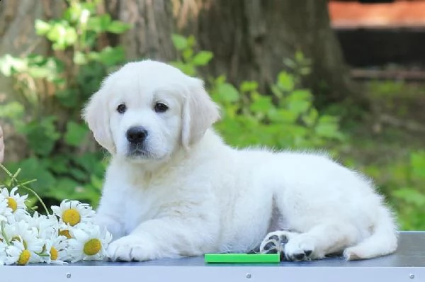 cucciole di golden retriever di circa 3 mesi!!