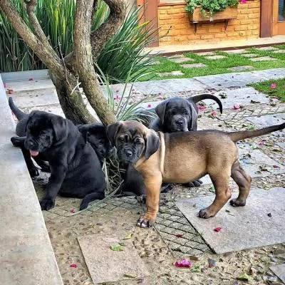 vendo cuccioli di cane corso.