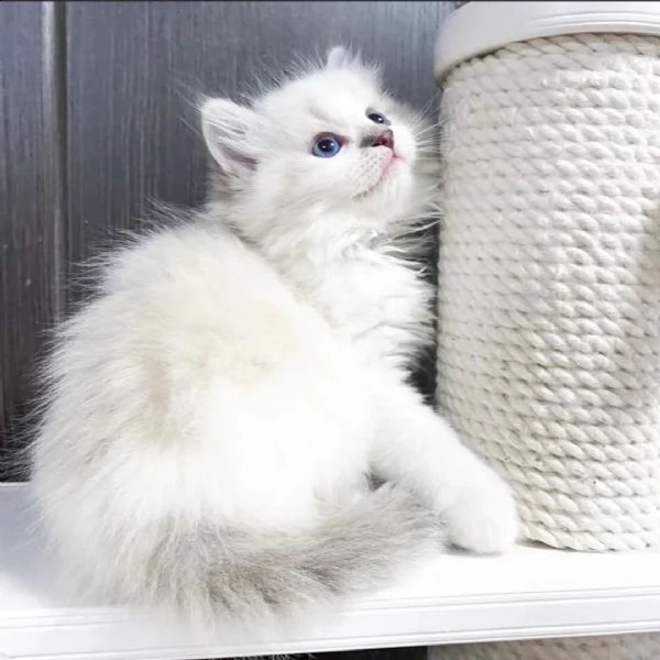 disponibili gattini ragdoll