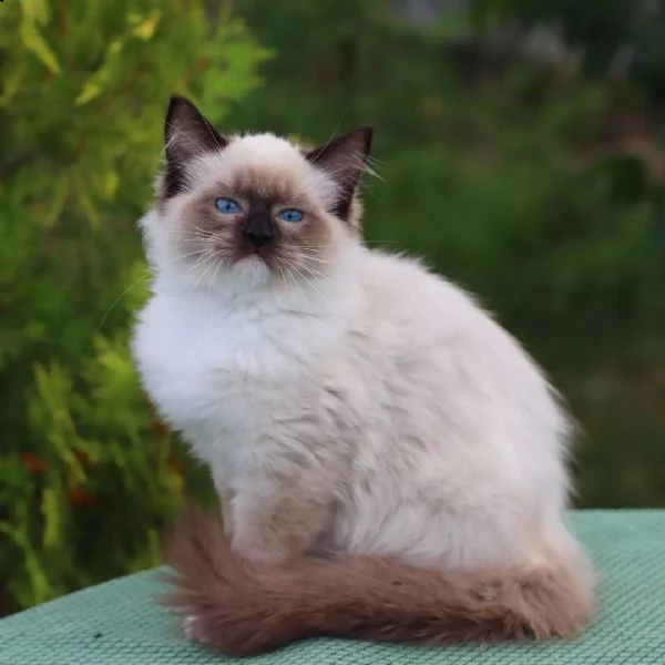 gattini ragdoll allevati in casa