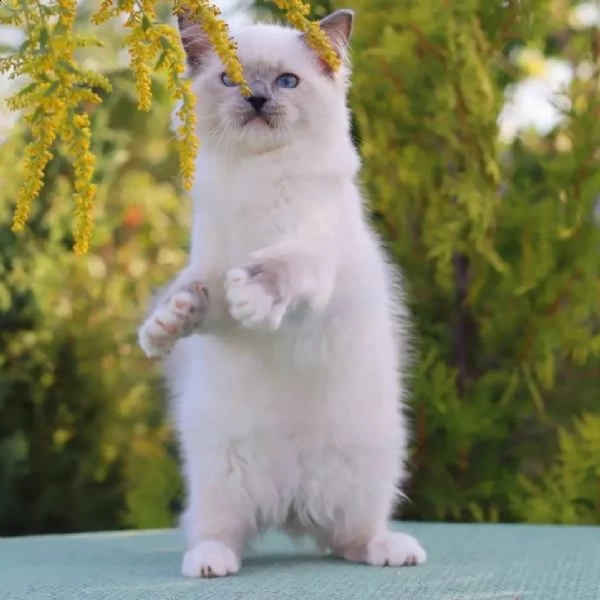 gattini ragdoll allevati in casa~~~