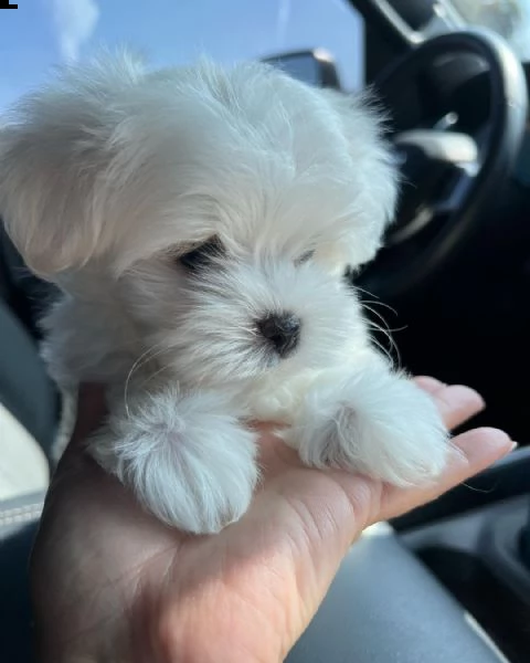 bellissimi cuccioli di maltese (+393509706299)