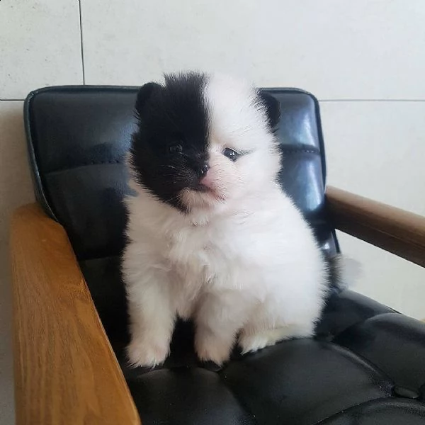 disponibili cuccioli di pomerania purosangue