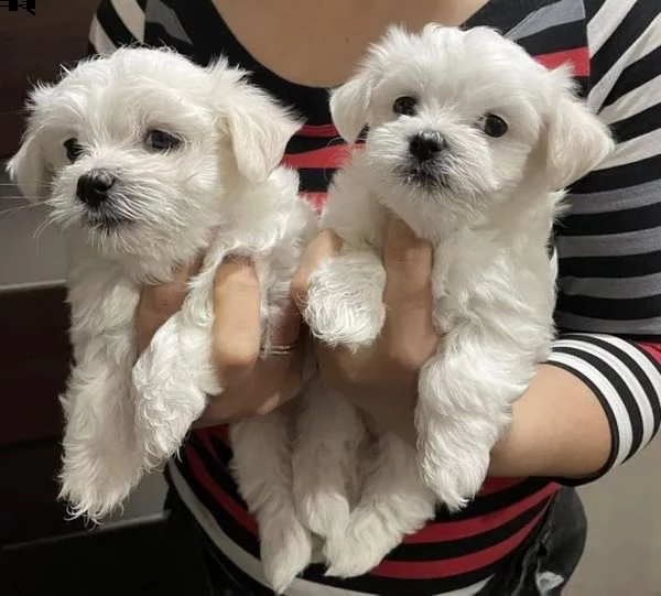 disponibili due adorabili cuccioli di maltese