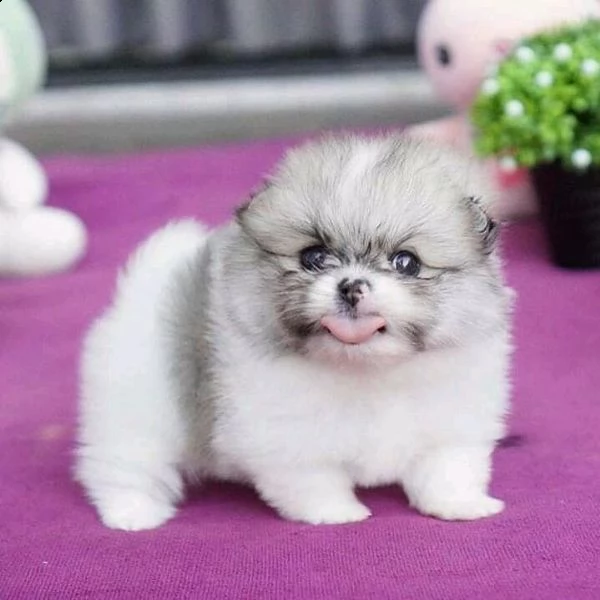 cucciolo volpino pomerania da allevatore,,.