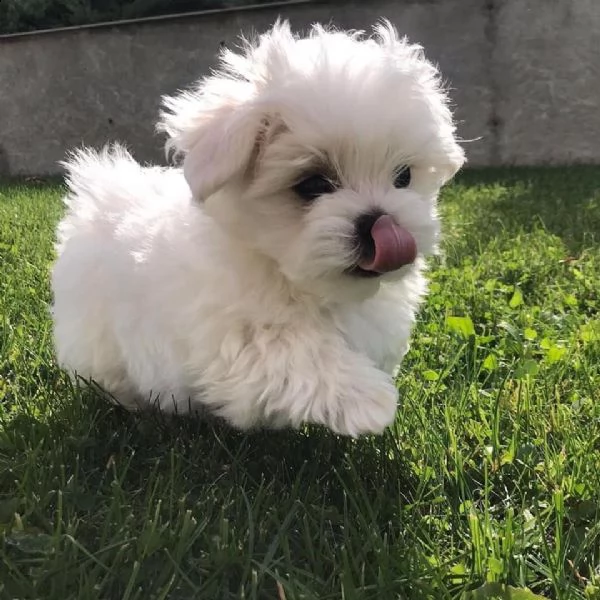 cucciolo maltese di pedigree inestimabile pronto per l'adozione!