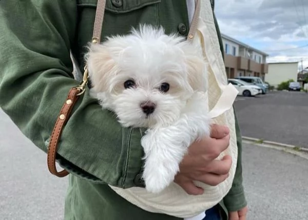 dolci e giocherelloni cuccioli di maltese in adozione