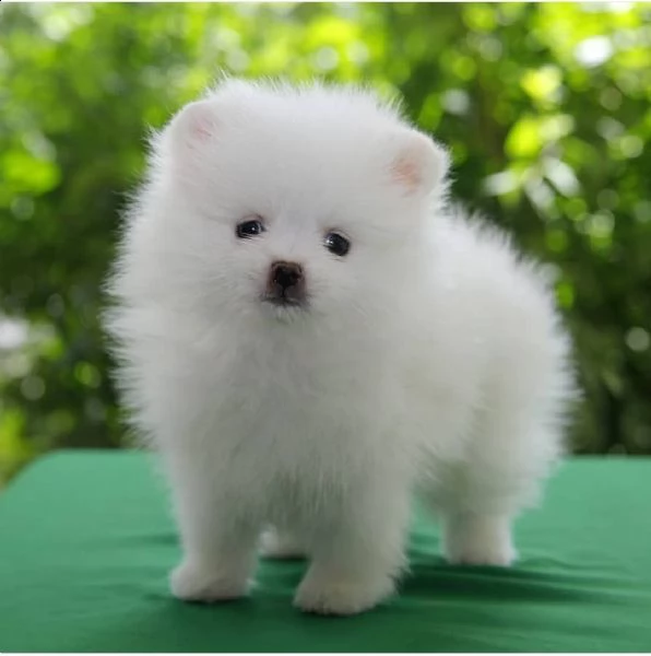 regala cuccioli di pomerania  femmine in adozione[][] | Foto 0