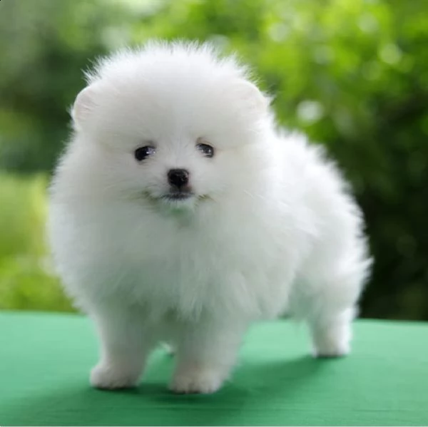 regala cuccioli di pomerania  femmine in adozione[][]