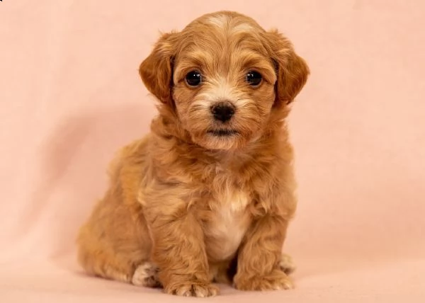 havanese bichon cuccioli | Foto 6