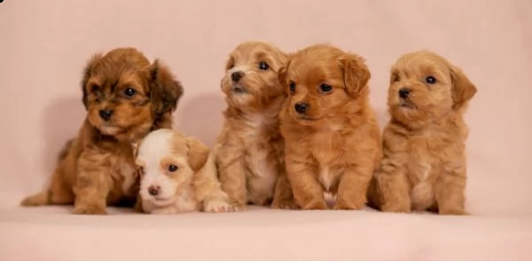 havanese bichon cuccioli