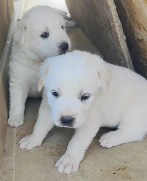 cuccioli di Pastore Abruzzese | Foto 4