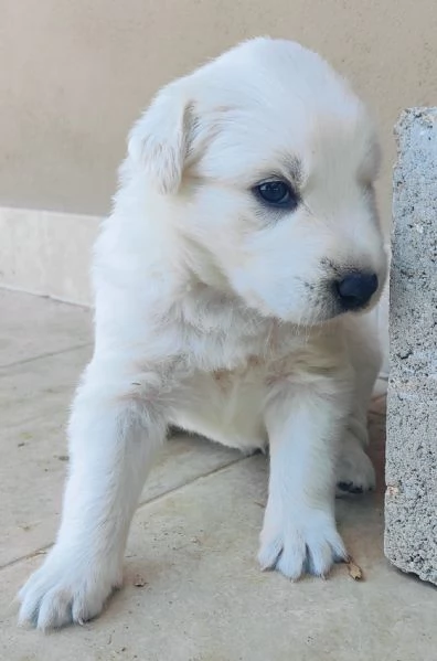 cuccioli di Pastore Abruzzese | Foto 3