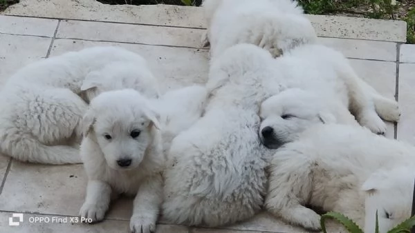 cuccioli di Pastore Abruzzese | Foto 2